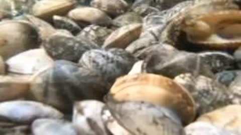 似曾不相识 视频缩略图