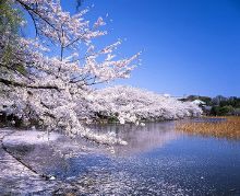 僵尸复活 视频缩略图