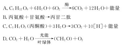 变种狂蜥 视频缩略图