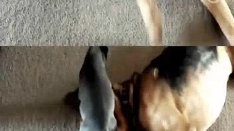 僵尸高校2 视频海报