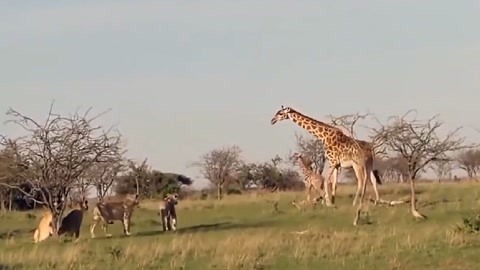 冰川时代5：星际碰撞 视频海报