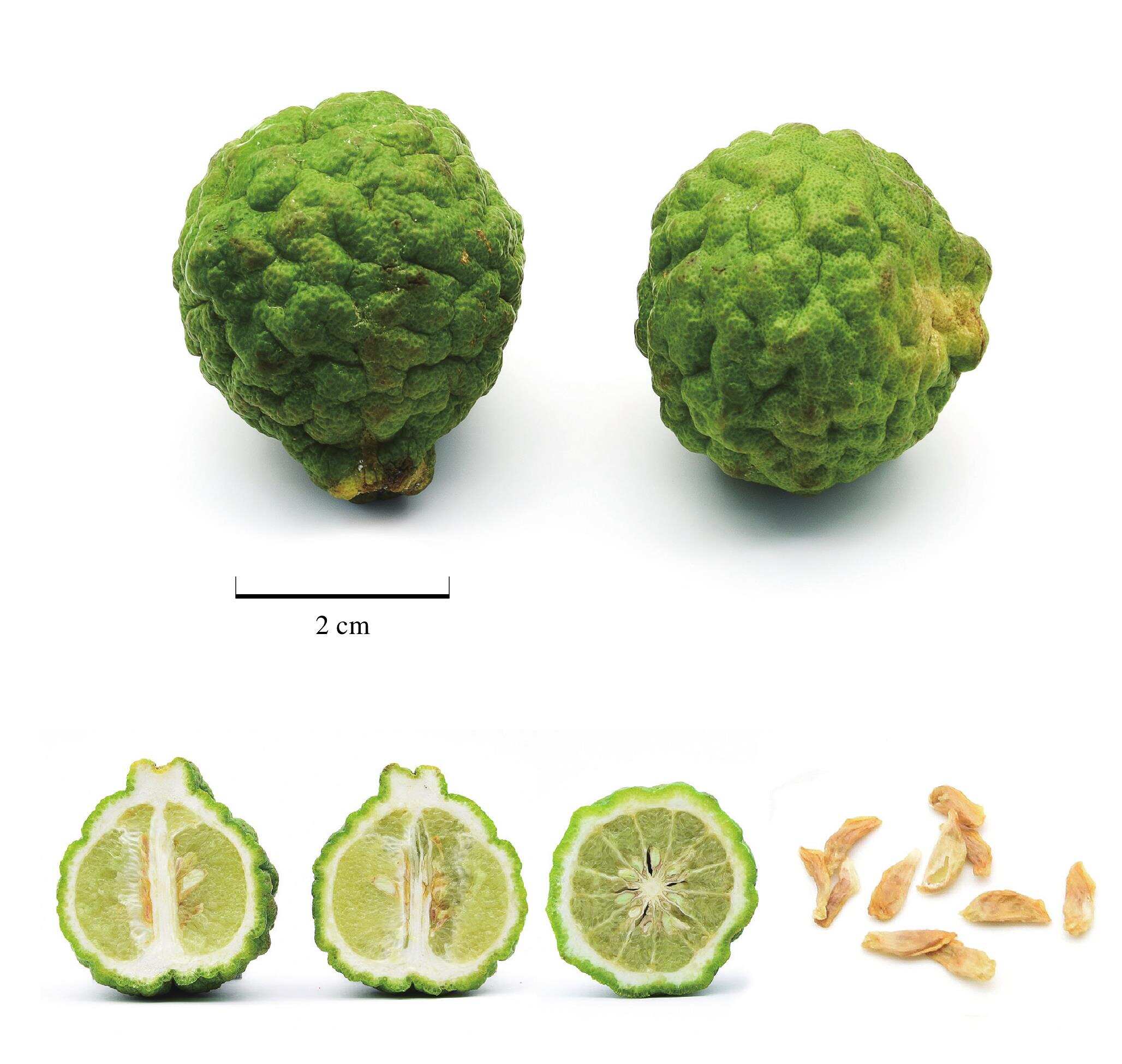 偷家派对 视频缩略图