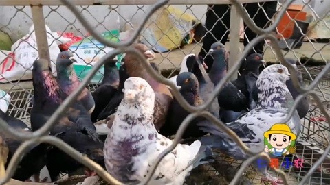 元洲街王后 视频缩略图