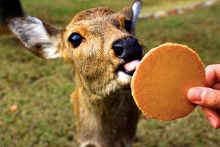 偷龙转凤 视频缩略图