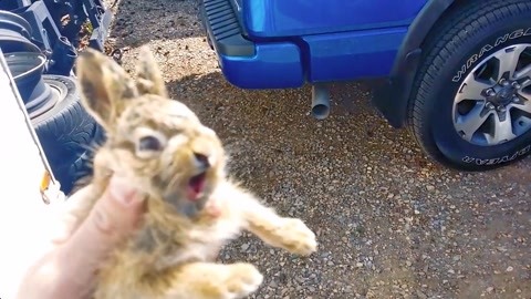 侠肝义犬（国语版） 视频缩略图