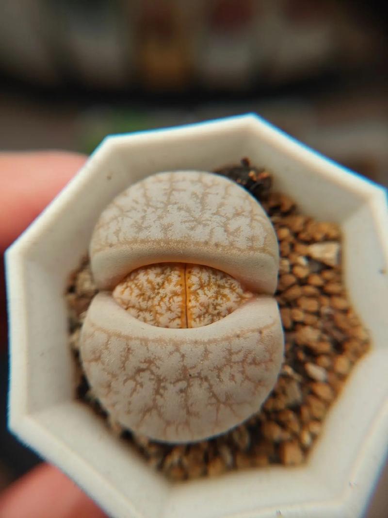 在古老的加利福尼亚 视频缩略图