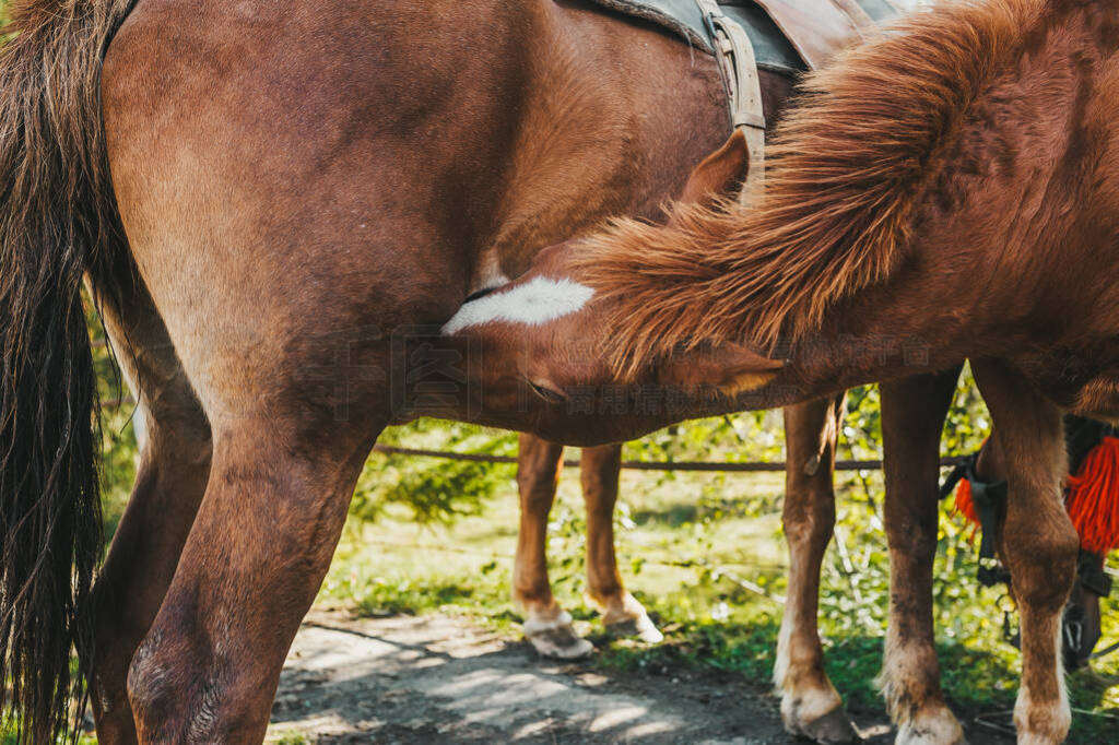 凶猫 兇貓 视频缩略图