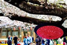 信天翁 视频海报