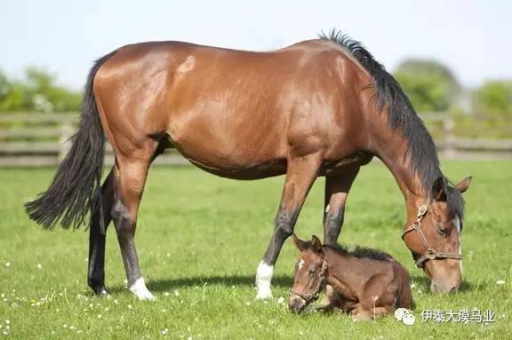 佐州自救兄弟2 视频海报