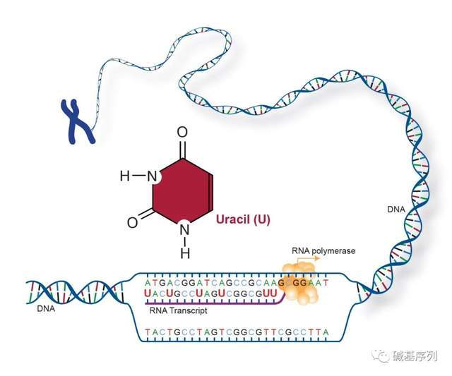 伍德布鲁斯的异想天开之旅 视频缩略图